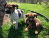 Puppy #2