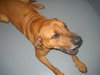 Bubba - 124851 - Courtesy Listing