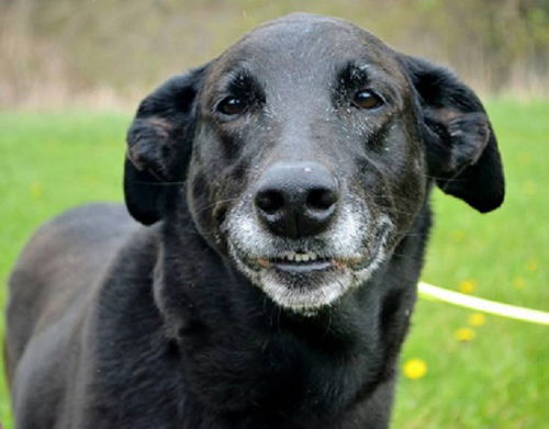 Magic - 123447 - Senior in Need