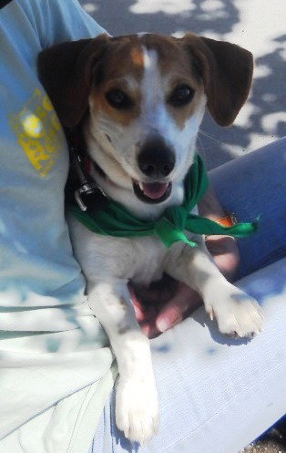 Lucky Louie