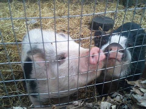 Pot Bellied Pigs - Wilbur & Hammie