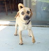 Pug