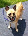 Shelly - Chihuahua