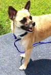 Shelly - Chihuahua