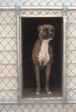 Boxer Mix 125693 Courtesy Listing