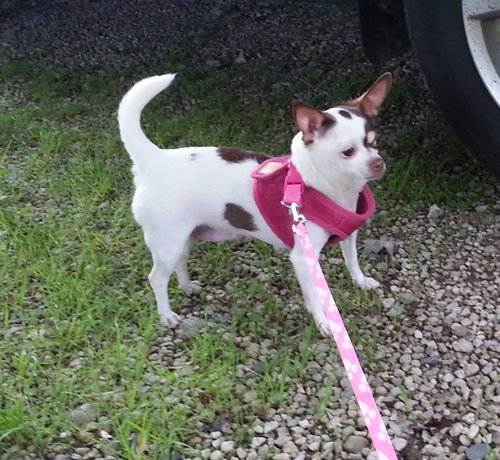 Star - Chihuahua