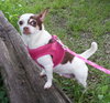 Star - Chihuahua