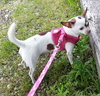 Star - Chihuahua