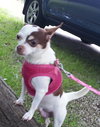 Star - Chihuahua