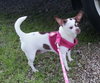 Star - Chihuahua