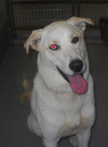 Bowie/Ghost 125282 Pound Dog