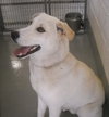 Bowie/Ghost 125282 Pound Dog