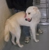 Bowie/Ghost 125282 Pound Dog