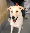 Bowie/Ghost 125282 Pound Dog