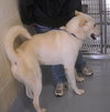 Bowie/Ghost 125282 Pound Dog