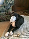 Brady - Courtesy Listing