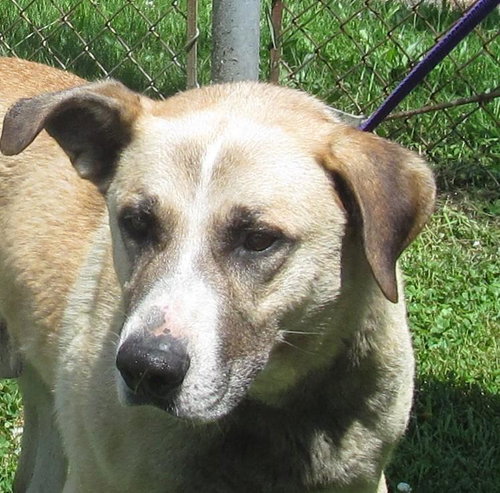 Lurchy, cage 8 at Stark County Dog Warden