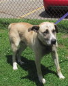 Lurchy, cage 8 at Stark County Dog Warden