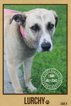 Lurchy, cage 8 at Stark County Dog Warden