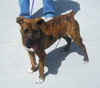 Pound Puppy Dexter 125735