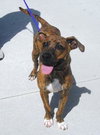 Pound Puppy Dexter 125735