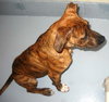 Pound Puppy Dexter 125735