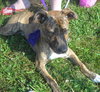 Pound Puppy Dexter 125735