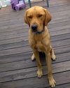 Milo - Courtesy Listing