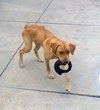 Milo - Courtesy Listing