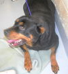 Pound Dog - Brandy 102009