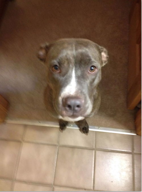 Zoey - Pitbull Needs Help