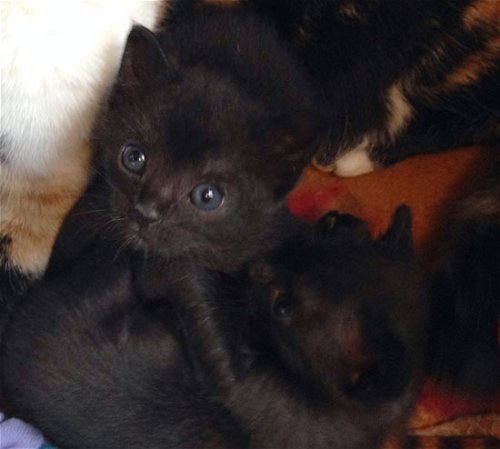 Calamity & Denier - Kittens Needing Homes
