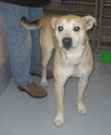 POUND DOG - Bubba 127390