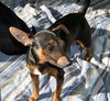 Bella - the Min Pin Mix