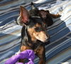 Bella - the Min Pin Mix