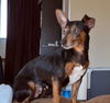 Bella - the Min Pin Mix