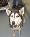 HEARTWORM POSITIVE-IN NEED OF RESCUE