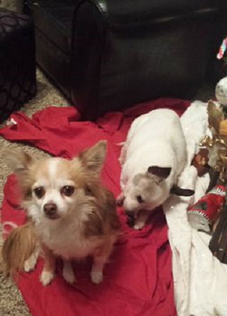 Bonded Pair - Gizmo & Chloe