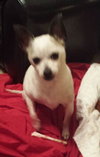 Bonded Pair - Gizmo & Chloe
