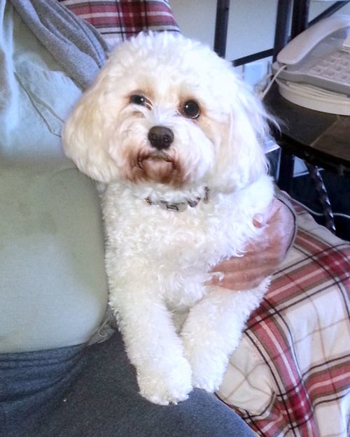 Bichon Mix - Bella