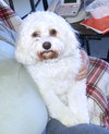 Bichon Mix - Bella