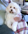 Bichon Mix - Bella