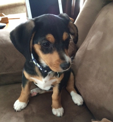 Sophie - Puppy