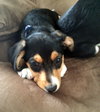 Sophie - Puppy