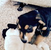 Sophie - Puppy