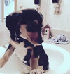 Sophie - Puppy