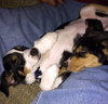 Sophie - Puppy