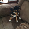 Sophie - Puppy