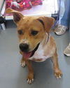 Pound Dog Carmel 128633