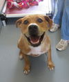 Pound Dog Carmel 128633